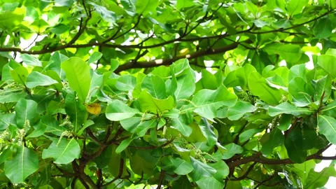 Terminalia catappa on the nature Stock Footage 268875864