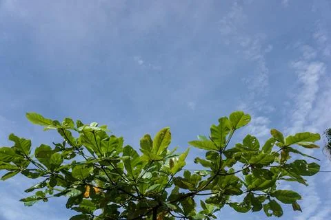 Terminalia catappa Stock Photos
