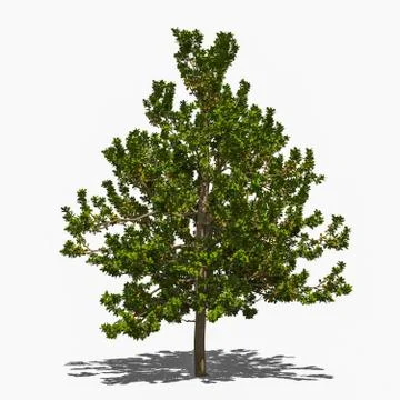 Terminalia catappa summer Stock Illustration