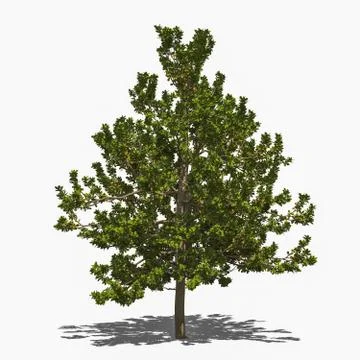 Terminalia catappa (summer) Illustrazione stock
