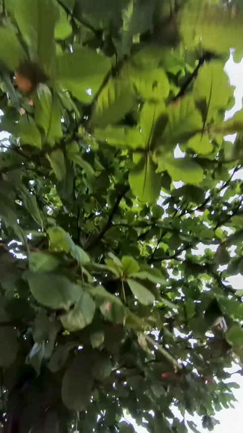 The Terminalia catappa tree Stock Footage 309871212