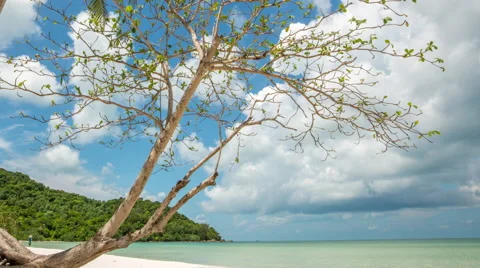 Terminalia catappa on white sand beach Stock Footage 51027243