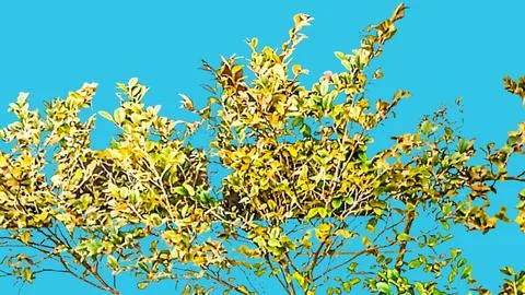 Terminalia ivorensis leaf texture background 스톡 사진