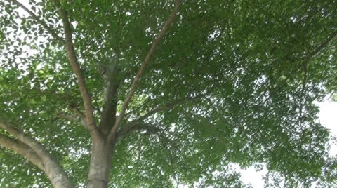 Terminalia ivoriensis tree01 Stock Footage 25859671