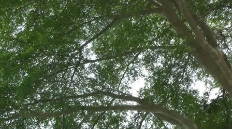 Terminalia ivoriensis tree02 Stock Footage 25887628
