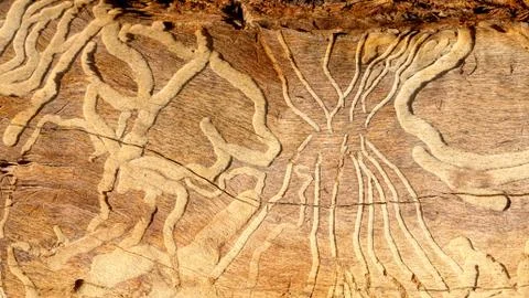 Terminte trails Foto stock