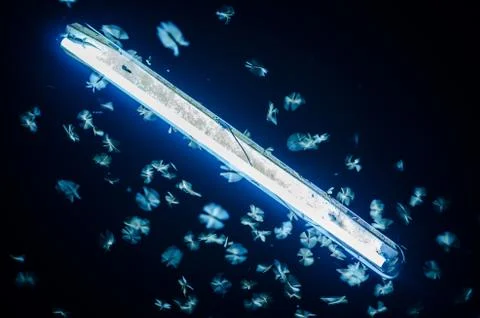 Termite and light pole Stock Photos