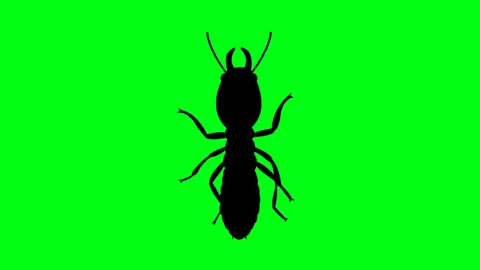 Termite Animation 4K white background and green screen Stock Footage 311871884
