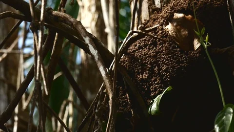 Termite ball Stock Footage 126659072