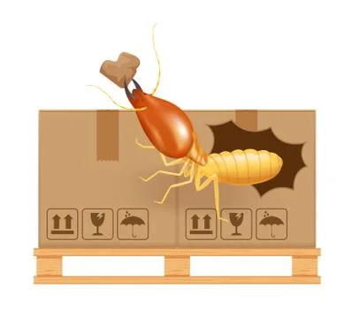 Termite bites eat paper boxes brown isolated on white background, termites an Stock-Illustration