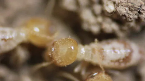 Termite Closeup Stock Footage 48640598