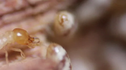 Termite Closeup Shot Stock Footage 48639670