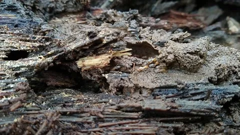 Termite colony, close-up view Stock Footage 163087153