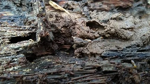 Termite colony, close-up view Stock Footage