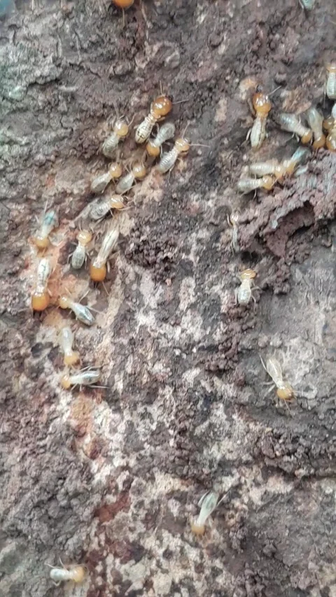 Termite Colony Crawling on Tree Bark, Insect Movement Stock Footage 323106478