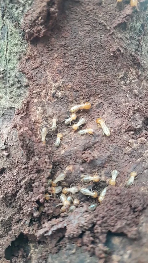 Termite Colony Crawling on Tree Bark, Insect Movement Stock Footage 323106798