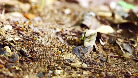 Termite Colony Foraging in Natural Environment. Stock Footage 321180510