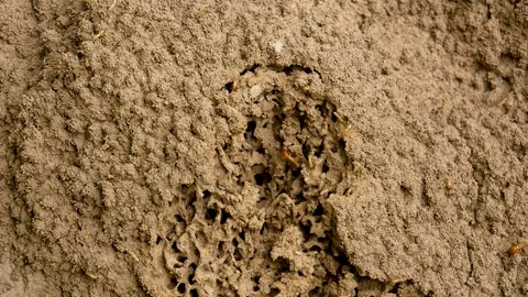 Termite colony nest tunneling activity close-up Stock Footage 343688503