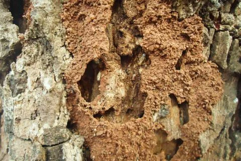 Termite colony Stock Photos