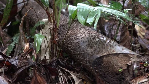Termite colony walking on dead log in amazon rainforest undergrowth Stock Footage 98488805