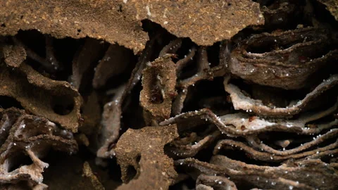 Termite colony within a mound. Stock Footage 276677777