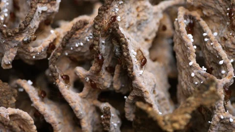 Termite colony within a mound. Stock Footage 276677835