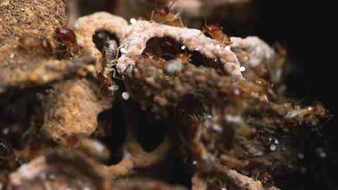 Termite colony within a mound. Stock Footage 276677904