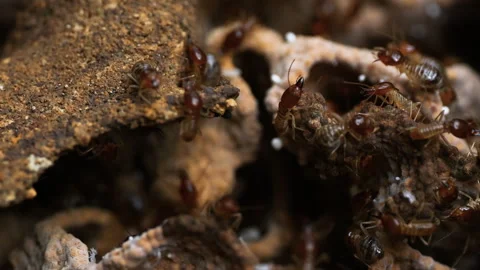 Termite colony within a mound. Stock Footage 276681652
