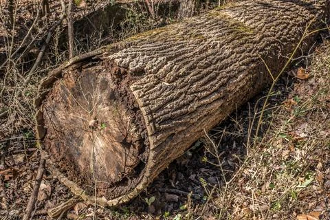 Termite damage on a fallen tree Stock Photos