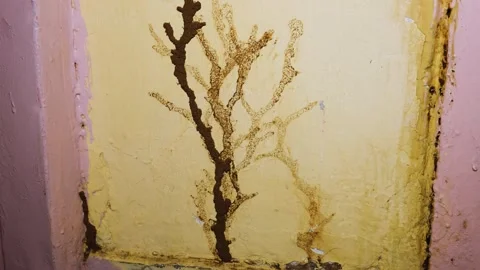 Termite Damage On Painted Wall With Visible Mud Trail And Infestation Signs Stock Footage 342748739