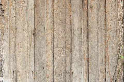 Termite damage Stock Photos