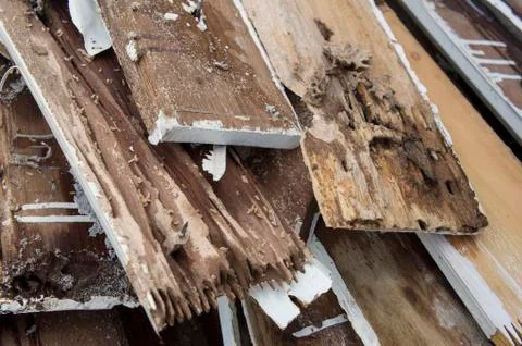 Termite damage rotten wood eat nest destroy concept Stock Photos