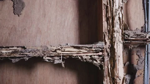 Termite damage on a stud wall Stock Footage 333280529