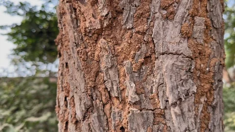 Termite Damage on Tree Bark Stock Footage 324793851