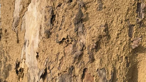 Termite Damage On Tree Bark Orbit Shot Stock Footage 327460661