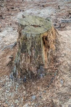 Termite damage on a tree stump Stock Photos