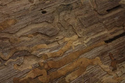Termite Damage on Wood Stock Photos