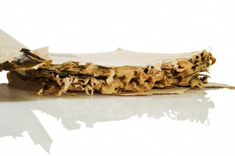 Termite-damaged book Foto stock