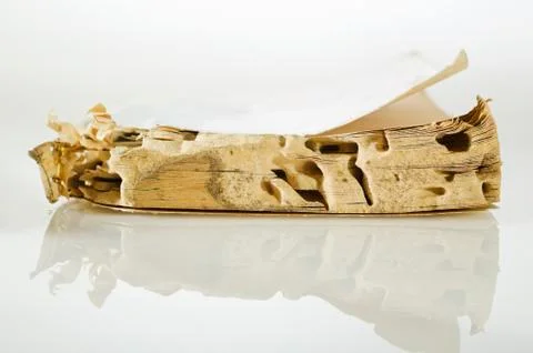 Termite-damaged book Stock Photos