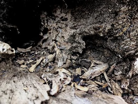 Termite-damaged decayed waru wood log abandoned in nature Stock Photos