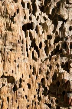 Termite-damaged wood Foto stock
