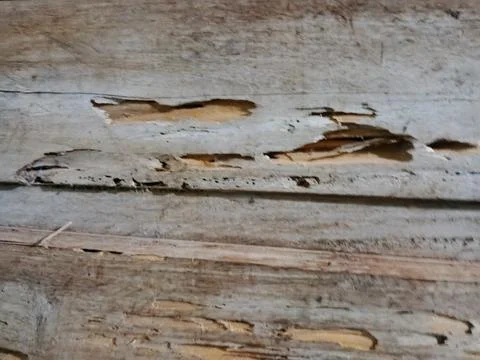 Termite damaged wood texture close up Stock Photos