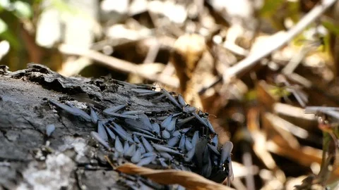 Termite. Flying ant day. Stock Footage 107967021
