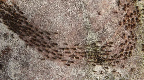 Termite Video stock 25686378