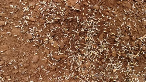 Termite 스톡 동영상 95583710