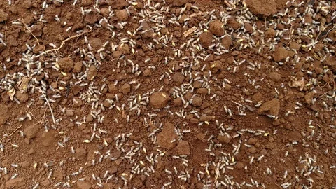 Termite 스톡 동영상 95584125