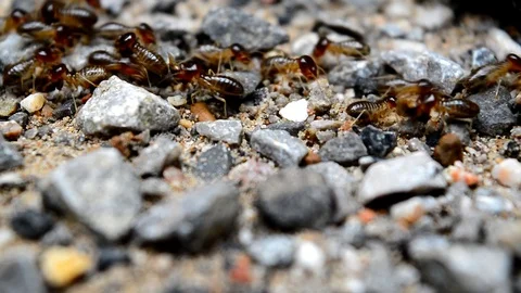 Termite Stock Footage 115562802