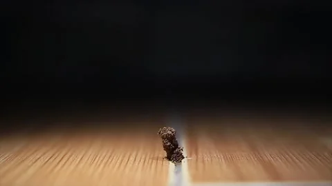 Termite Stock Footage 218145411