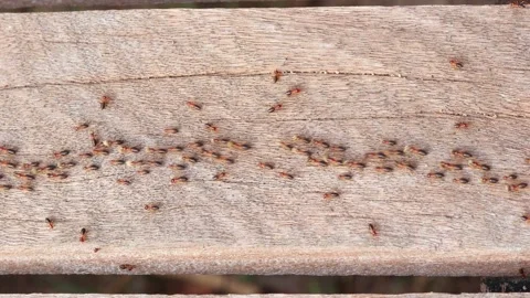 Termite Stock Footage 262299398