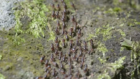 Termite forest Stock Footage 132377013